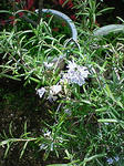 NEC_0224.jpg