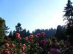 2009_10012kaime0109.JPG