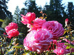 2009_10012kaime0111.JPG