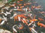 SANY1044.JPG
