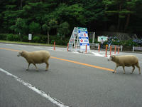 DSC03529.JPG