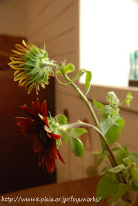 090718h_f03.jpg