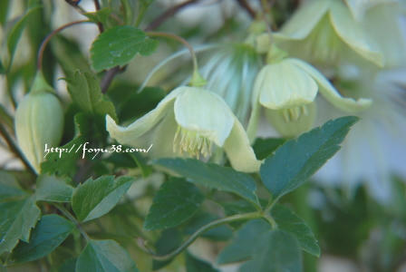091224flower01.jpg