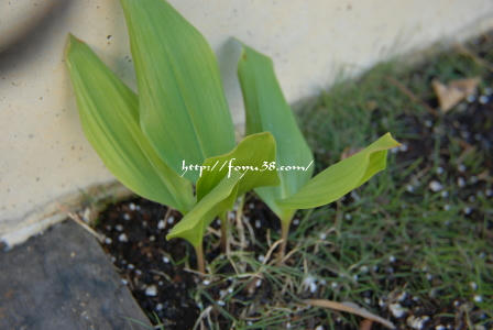 091225flower01.jpg