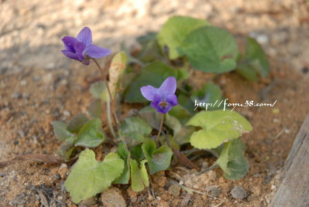 100104flower01.jpg