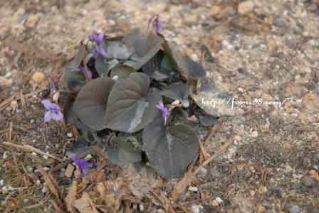 100104flower02.jpg