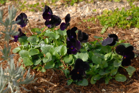 100104flower03.jpg