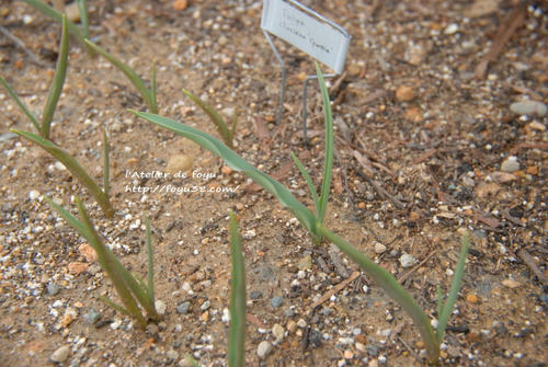 100305flower01.jpg