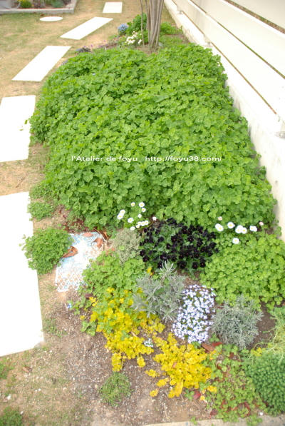 100409flower01.jpg