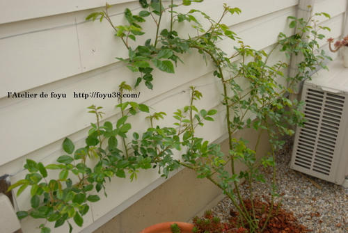 100409flower03.jpg
