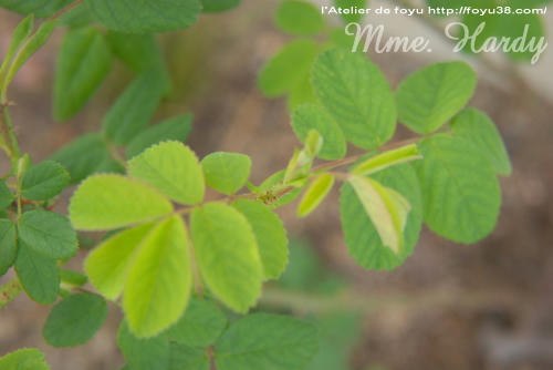 100419flower04.jpg