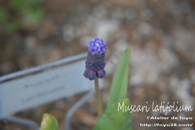 100421flower01.jpg
