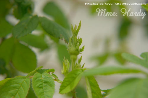 100504flower04.jpg