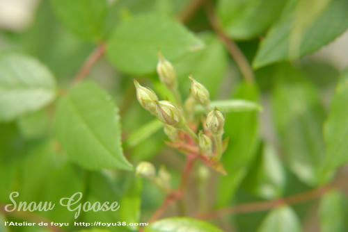 100504flower02.jpg