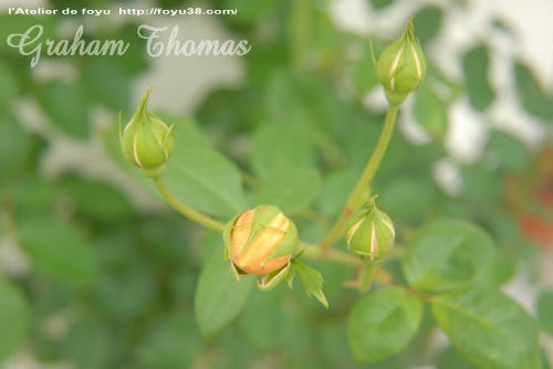 100504flower05.jpg