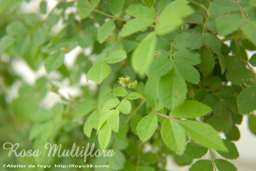 100504flower06.jpg