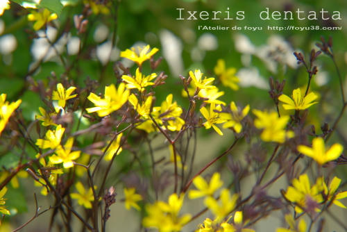 100508flower01.jpg