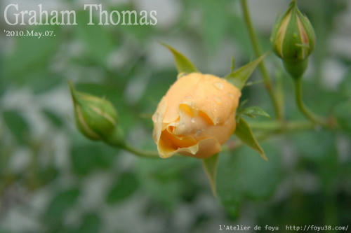 100515rose_gt01.jpg