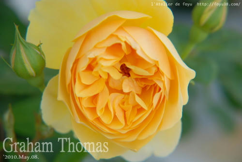 100515rose_gt02.jpg