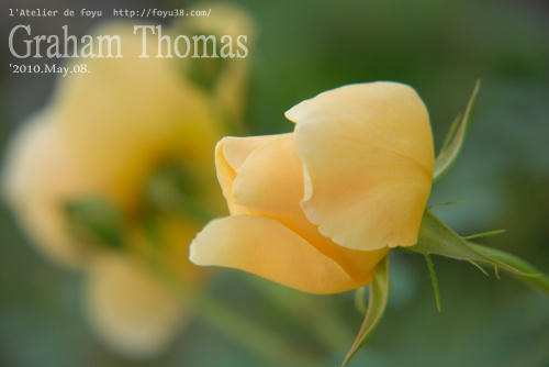100515rose_gt03.jpg