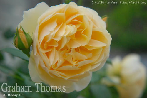100515rose_gt04.jpg