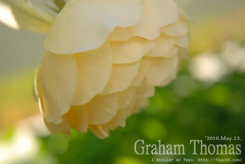 100515rose_gt05.jpg