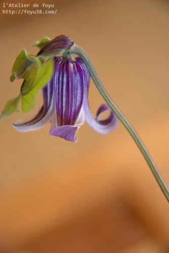 100521h_f05.jpg