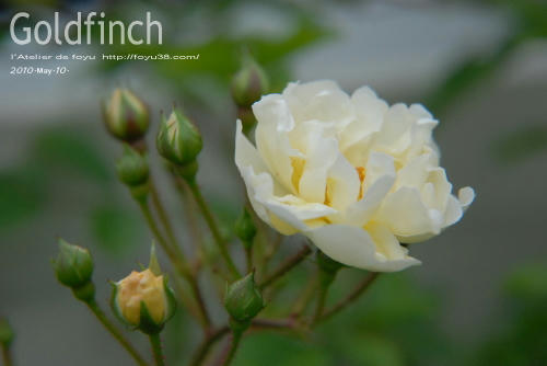 100522rose_gf02.jpg