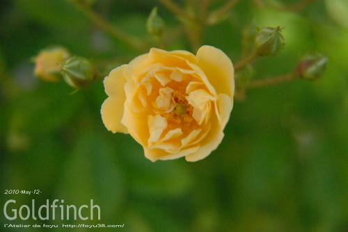 100522rose_gf03.jpg