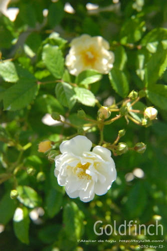 100522rose_gf04.jpg