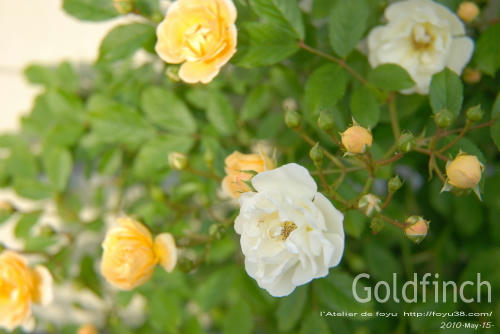 100522rose_gf05.jpg