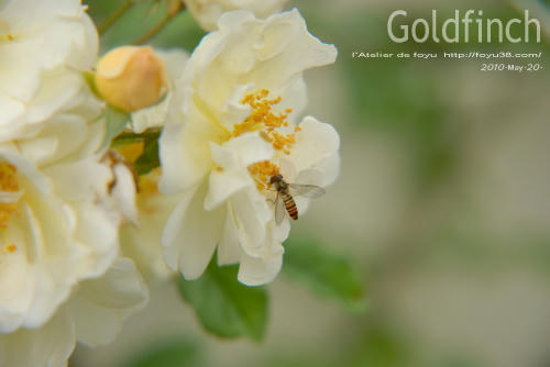 100522rose_gf06.jpg