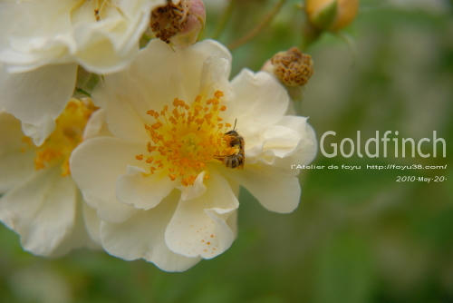100522rose_gf07.jpg