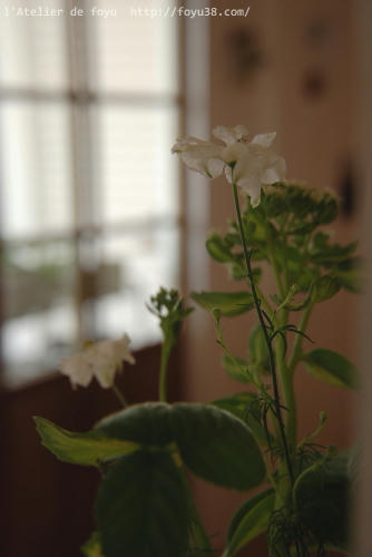 100604h_f04.jpg