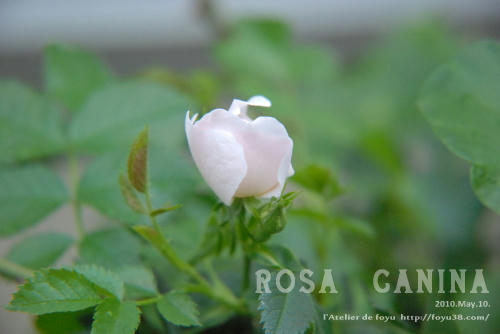 100609rose_rc01.jpg