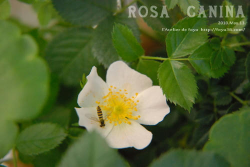 100609rose_rc02.jpg