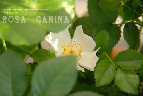 100609rose_rc03.jpg