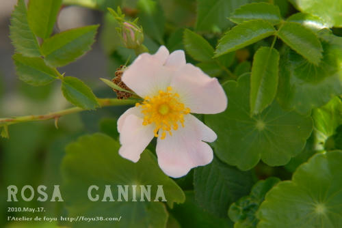 100609rose_rc04.jpg