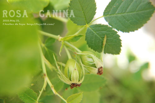 100609rose_rc06.jpg