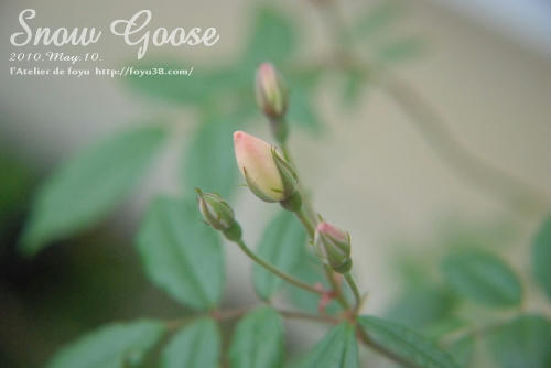 100609rose_sg01.jpg