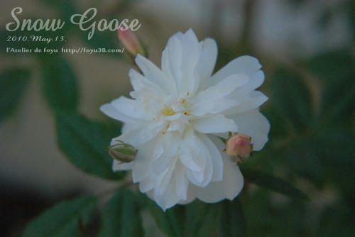 100609rose_sg03.jpg