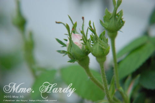 100613rose_mh01.jpg