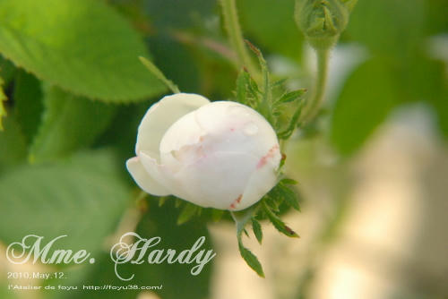 100613rose_mh02.jpg