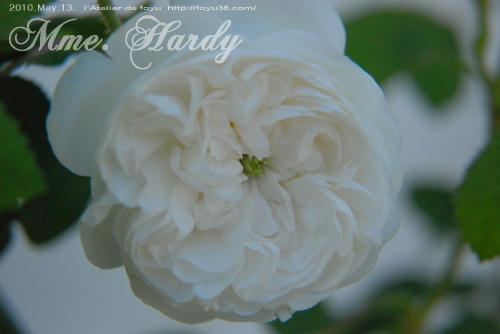 100613rose_mh03.jpg