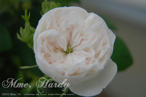 100613rose_mh04.jpg
