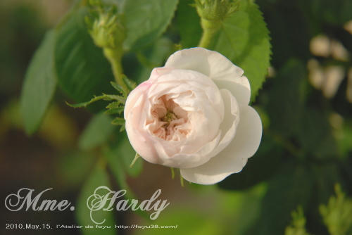 100613rose_mh05.jpg