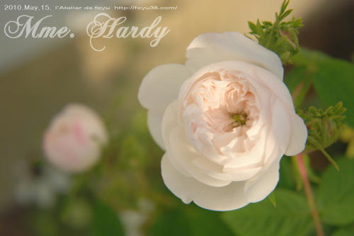 100613rose_mh06.jpg