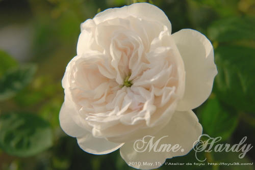 100613rose_mh07.jpg