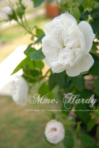100613rose_mh08.jpg