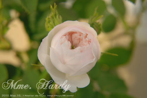 100613rose_mh09.jpg
